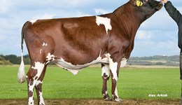 Stable front-runners amongst non-Holstein breeds with new genomic graduates hard on their heels 